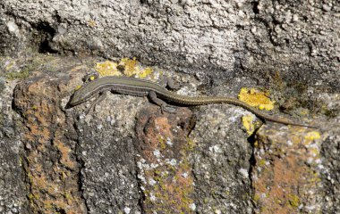 Böceklerle beslenen ve duvarların boşluklarında yaşayan küçük, aydınlık ve korkunç kertenkele türleri.