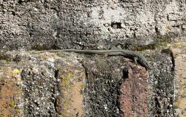 Böceklerle beslenen ve duvarların boşluklarında yaşayan küçük, aydınlık ve korkunç kertenkele türleri.