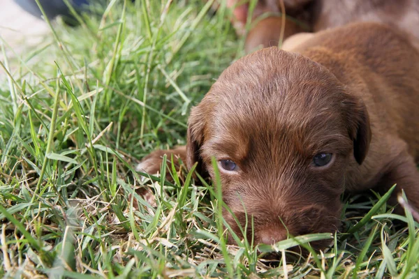 Kahverengi Saçlı Köpek Yavrusu Çimlerin Üzerinde Yatıyor — Stok fotoğraf