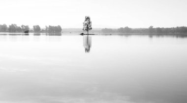 Gölün ortasındaki ağaç suda yansıması, arka planda sisi ve her şey siyah beyaz.