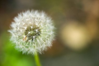 Karahindiba tohumları doğal bulanık arka plan üzerinde yakın. Beyaz kabarık karahindiba, doğal yeşil bulanık bahar arka plan.
