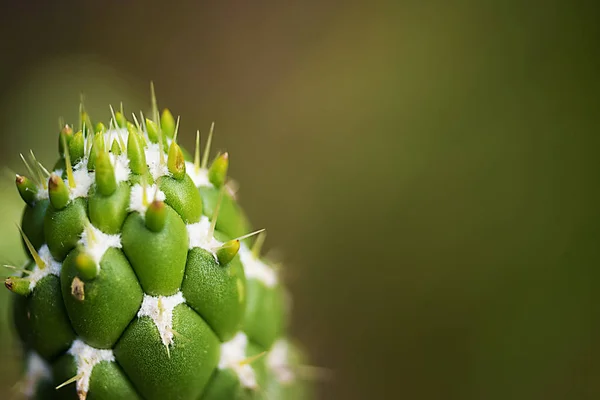 Gros Plan Cactus Forme Avec Longues Épines — Photo