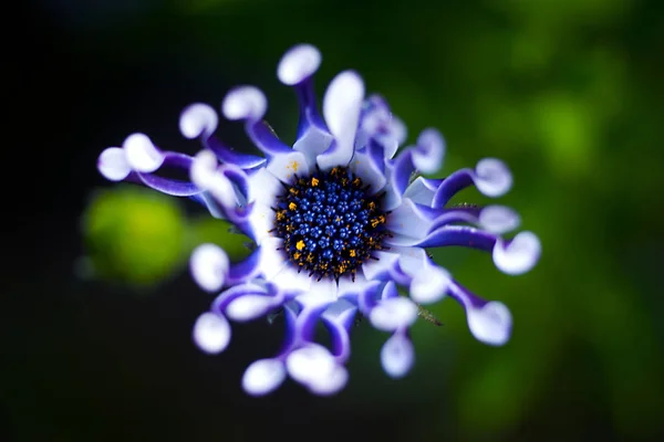 Bellissimo Fiore Viola Primo Piano Nella Natura Selvaggia — Foto Stock