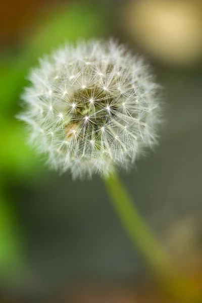 Dandelion Seeds Close Natural Blurred Background White Fluffy Dandelions Natural — Stock Photo, Image