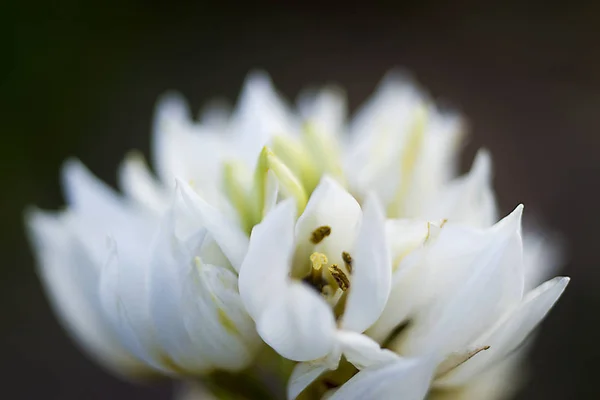 Gyönyörű Színes Virág Közelkép Vad Természetben — Stock Fotó