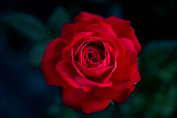 Belle Fleur Colorée Gros Plan Dans Nature Sauvage — Photo