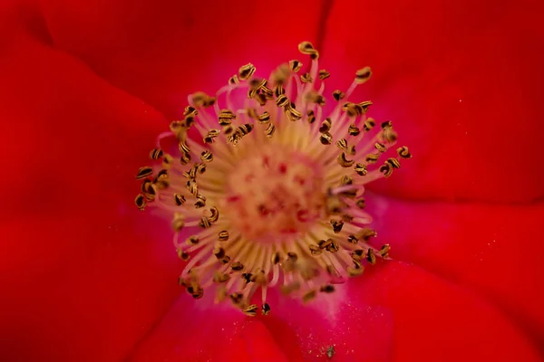 Belle Fleur Colorée Gros Plan Dans Nature Sauvage — Photo