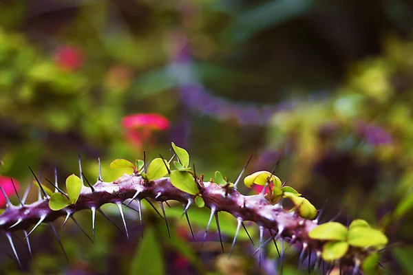 Closeup Thron Euphorbia Milli Coroa Espinhos Planta Cristo Espinho Cristo — Fotografia de Stock