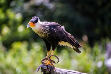 Bir Güney tepeli caracara yakın çekim