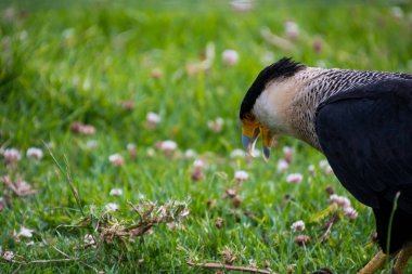 Bir Güney tepeli caracara yakın çekim