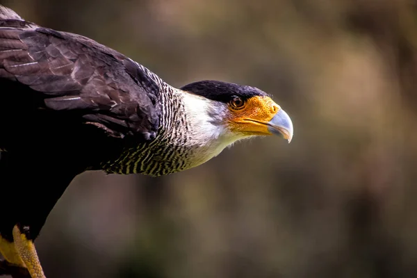 Primo Piano Una Caracara Crestata Meridionale — Foto Stock