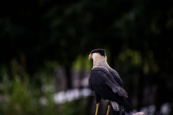 Närbild Södra Crested Caracara — Stockfoto