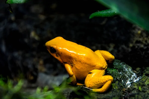 Sapo Venenoso Dourado Perto Phyllobates Terribilis — Fotografia de Stock