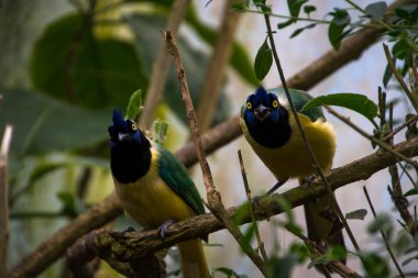 Bir çift yeşil alakarga (siyanocorax yncas), sarı gözlü mavi kuş