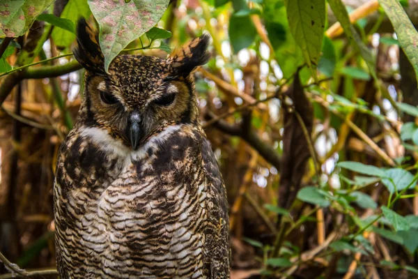 Close Cute Owl — Stock Photo, Image