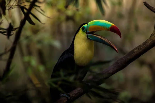 Egy Tukán Ramphastos Sulfuratus Közelsége — Stock Fotó