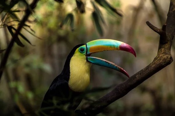 Close Van Een Toucan Met Kielsnavel Ramphastos Sulfuratus — Stockfoto