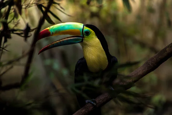 Close Van Een Toucan Met Kielsnavel Ramphastos Sulfuratus — Stockfoto