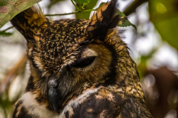 Close Cute Owl — Stock Photo, Image