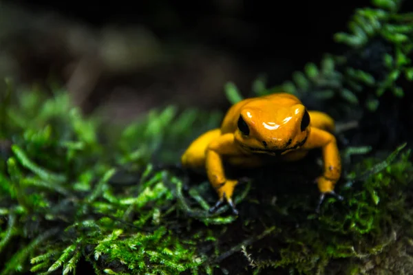 Золотая Ядовитая Лягушка Вблизи Phyllobates Terribilis — стоковое фото