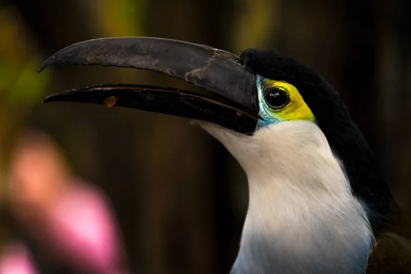 Close Bonito Tucano Peito Azul — Fotografia de Stock