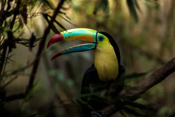 Închiderea Unui Toucan Chilă Ramphastos Sulfuratus — Fotografie, imagine de stoc