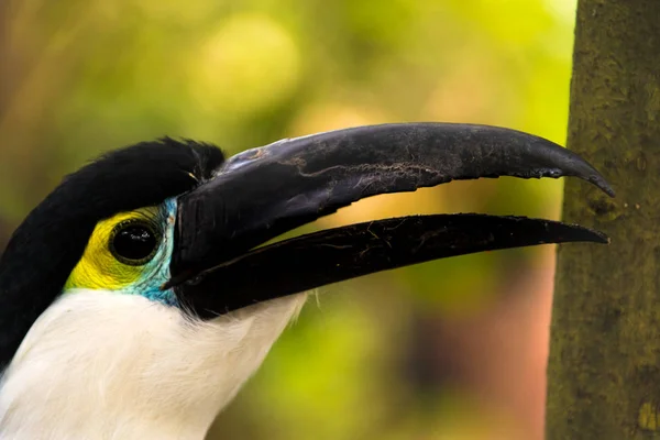 Close Bonito Tucano Peito Azul — Fotografia de Stock