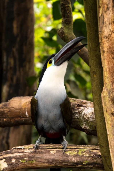 Close Bonito Tucano Peito Azul — Fotografia de Stock