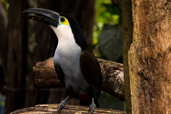 Close Van Een Schattige Blauwe Borst Toekan — Stockfoto