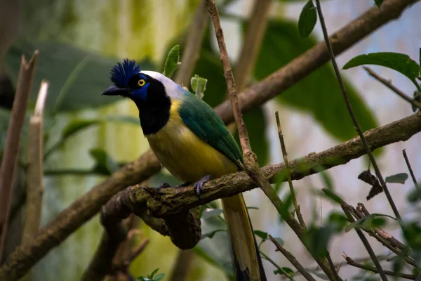 Close Gaio Verde Cyanocorax Yncas Pássaro Azul Com Olhos Amarelos — Fotografia de Stock