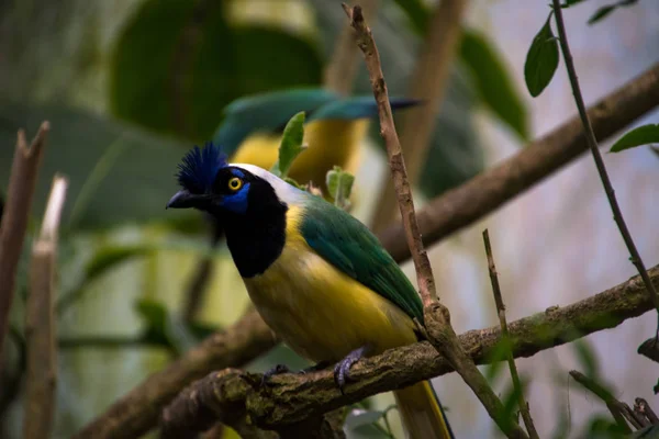Close Gaio Verde Cyanocorax Yncas Pássaro Azul Com Olhos Amarelos — Fotografia de Stock