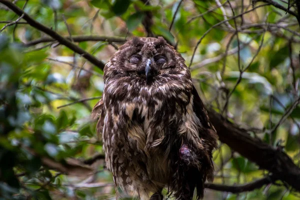 Close Cute Owl Sleeping — Stock Photo, Image