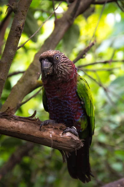 Exótico Papagaio Vermelho Verde Perto — Fotografia de Stock