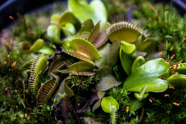 Piège Mouches Vénus Dionaea Muscipula Plante Carnivore — Photo