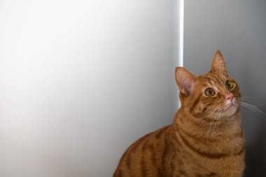 Tatlı yüzlü, sarı gözlü turuncu kedi. 