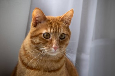 Tatlı yüzlü, sarı gözlü turuncu kedi. 