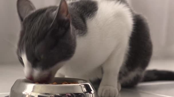 Gato Cinza Branco Comendo — Vídeo de Stock