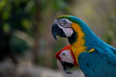  mavi ve altın Amerika papağanı yakın çekim 