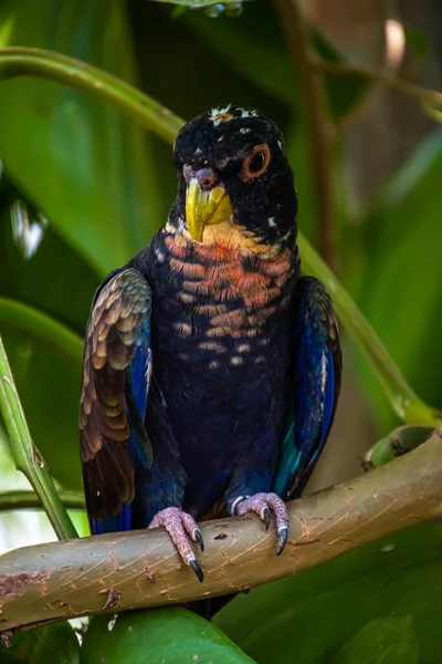 Papagaio Asas Bronze Pionus Chalcopterus — Fotografia de Stock