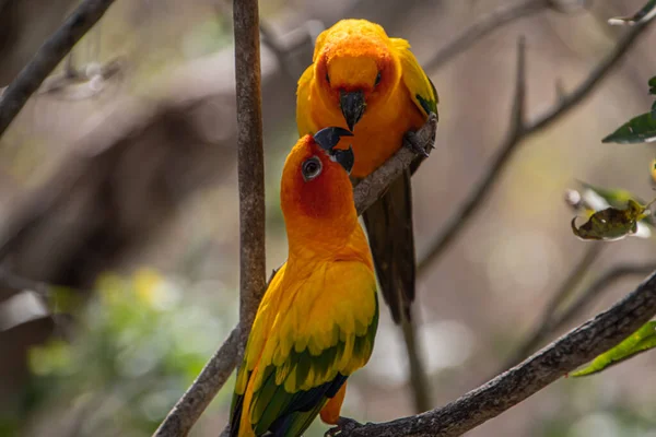 Sun parakeet feeding his couple