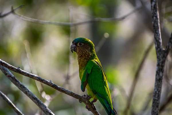 Green Bird Sitting Tree Beautiful Parrot Nature Green Forest Habitat — Stock Photo, Image