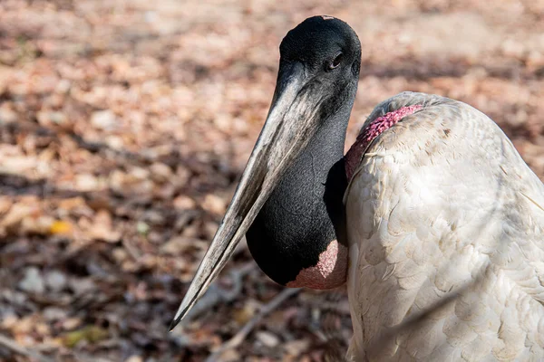 Närbild Trästork — Stockfoto