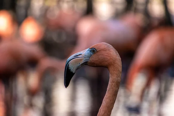 Större Flamingos Vadar Vattnet — Stockfoto