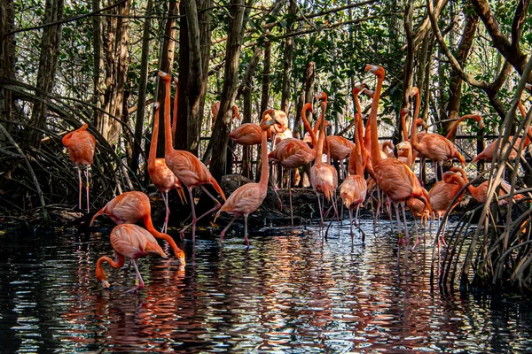 Större Flamingos Vadar Vattnet — Stockfoto