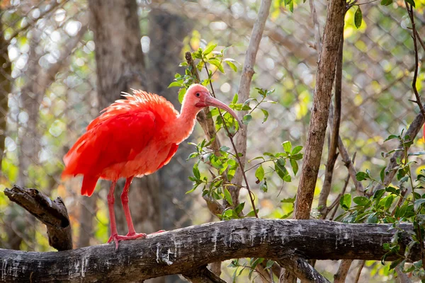 Närbild Scharlakansröda Ibis Eudocimus Ruber — Stockfoto