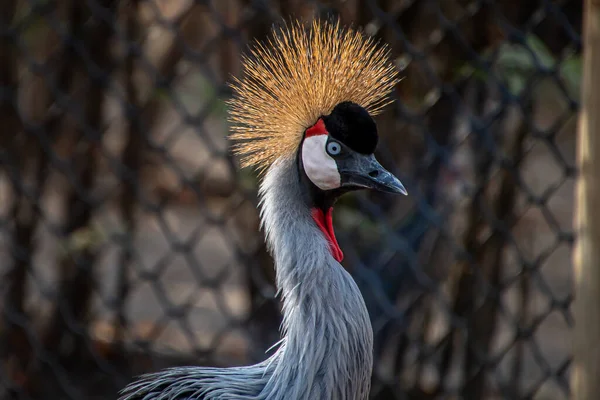 Grijze Kroonkraan Balearica Regulorum — Stockfoto