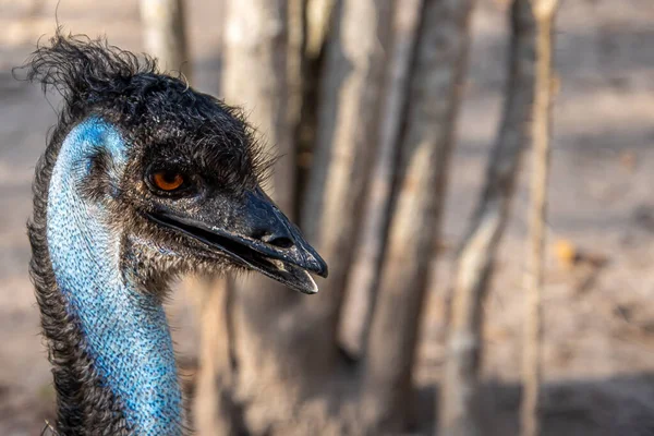 Emu Dromaius Novaehollandiae Duży Ptak Ikona Kultury Australii Krewny Strusia — Zdjęcie stockowe