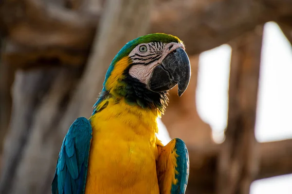 Aproape Macaw Albastru Auriu — Fotografie, imagine de stoc