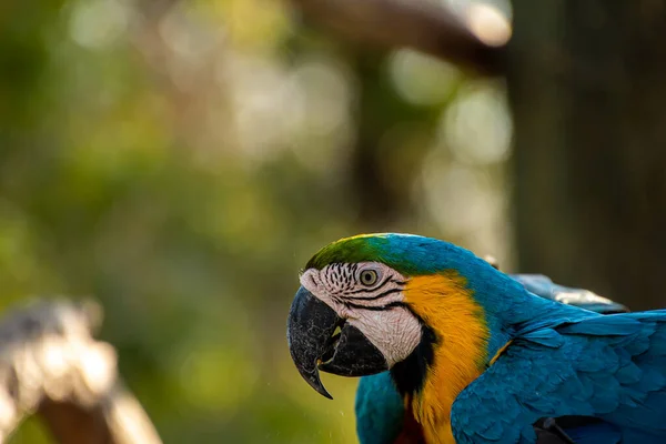 Primer Plano Guacamayo Azul Dorado — Foto de Stock