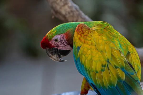 Închiderea Unui Macaw Verde — Fotografie, imagine de stoc